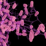 Xuất hiện siêu vi khuẩn mới kháng mọi kháng sinh